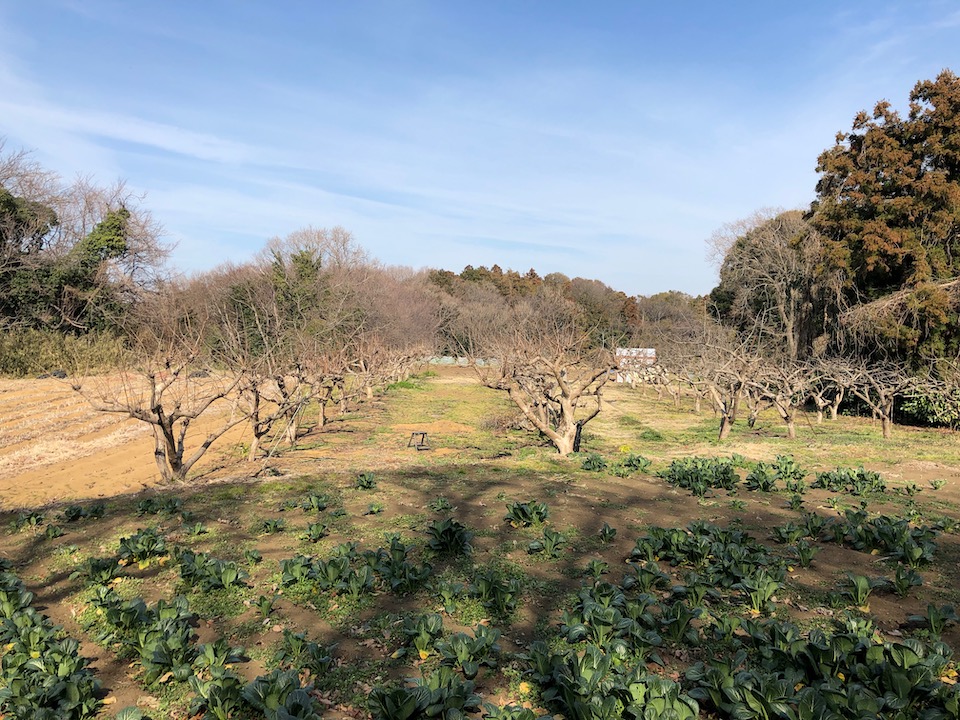 舞岡ふるさとの森1